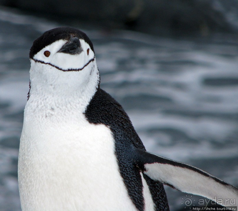 Антарктида. Robert island — первая высадка.