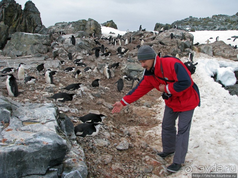 Антарктида. Robert island — первая высадка.