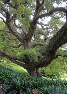 Альберт Парк — на мой вкус, самое интересное место в Окленде