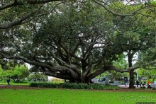 Альберт Парк — на мой вкус, самое интересное место в Окленде