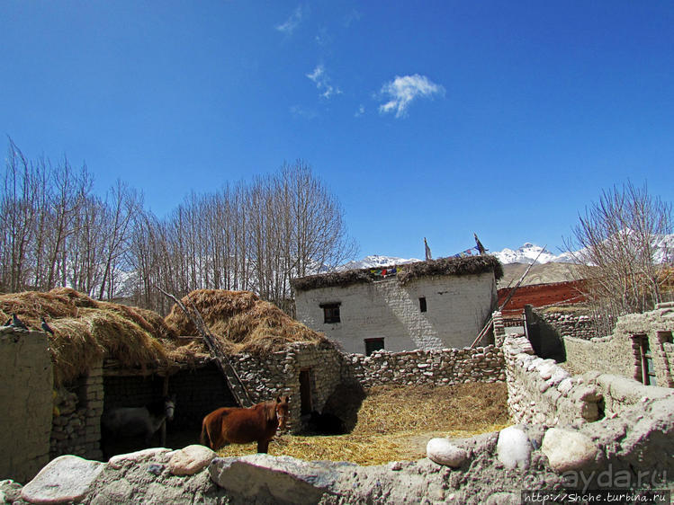 Мустанг, обратная перемотка. Возвращение с конного похода