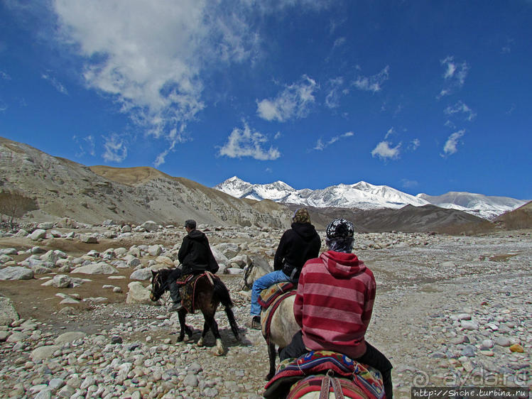 Мустанг, обратная перемотка. Возвращение с конного похода