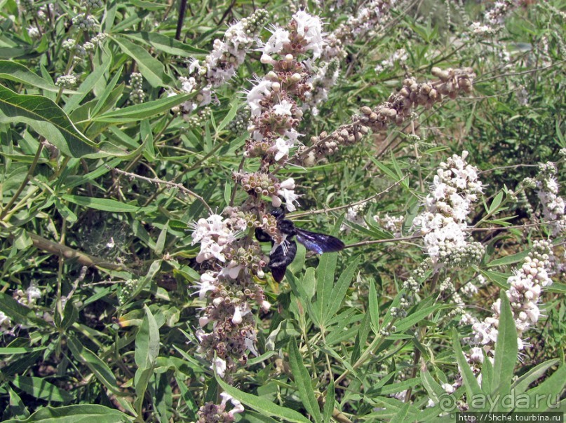 Дикий берег Крита - прогулка из Milatos в Sissi и назад