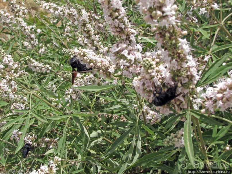 Дикий берег Крита - прогулка из Milatos в Sissi и назад