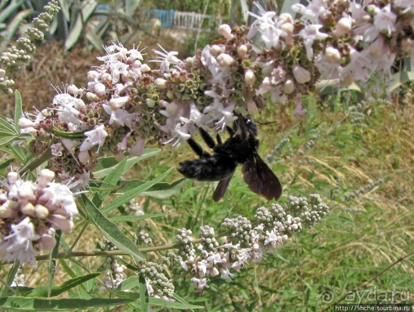 Дикий берег Крита - прогулка из Milatos в Sissi и назад
