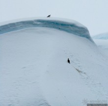 Yalour is. - самая южная точка пути. Знакомьтесь - айсдятел