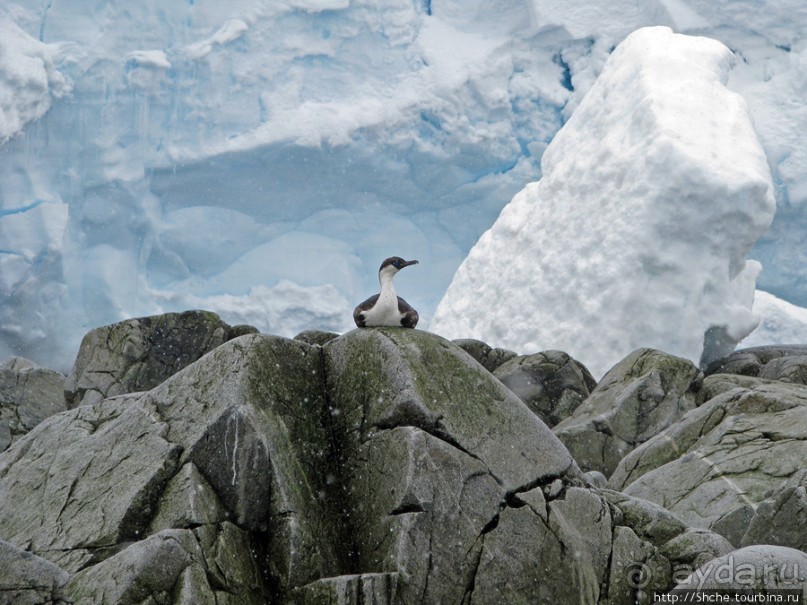 Yalour is. - самая южная точка пути. Знакомьтесь - айсдятел