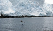 Yalour is. - самая южная точка пути. Знакомьтесь - айсдятел