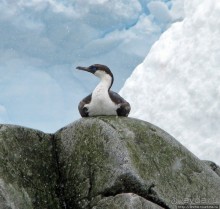 Yalour is. - самая южная точка пути. Знакомьтесь - айсдятел