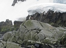 Yalour is. - самая южная точка пути. Знакомьтесь - айсдятел