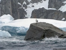 Yalour is. - самая южная точка пути. Знакомьтесь - айсдятел