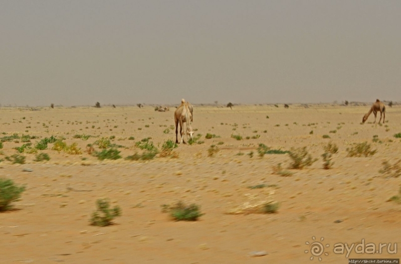 Перекресток пустынных дорог. Ксар Шингетти (ЮНЕСКО №750-002)