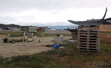 Летние лайки