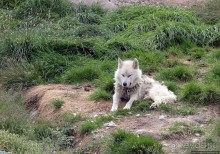 Летние лайки