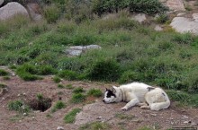 Летние лайки