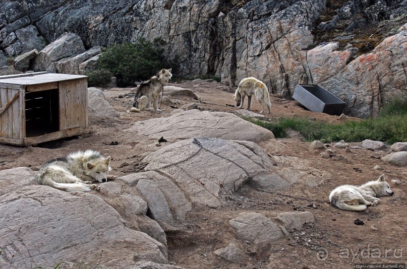 Летние лайки