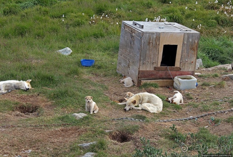 Летние лайки