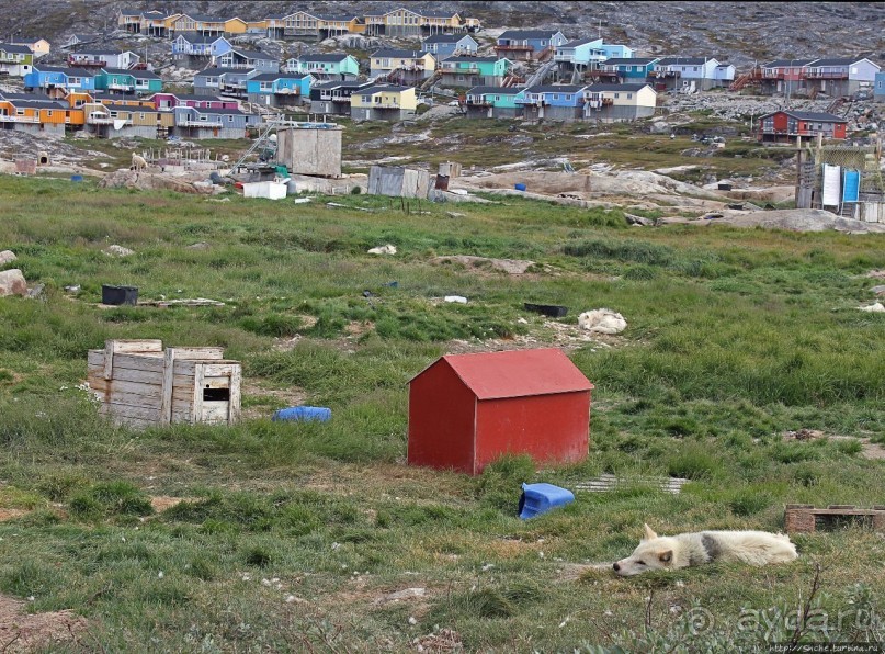 Летние лайки