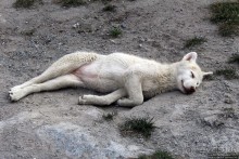 Летние лайки