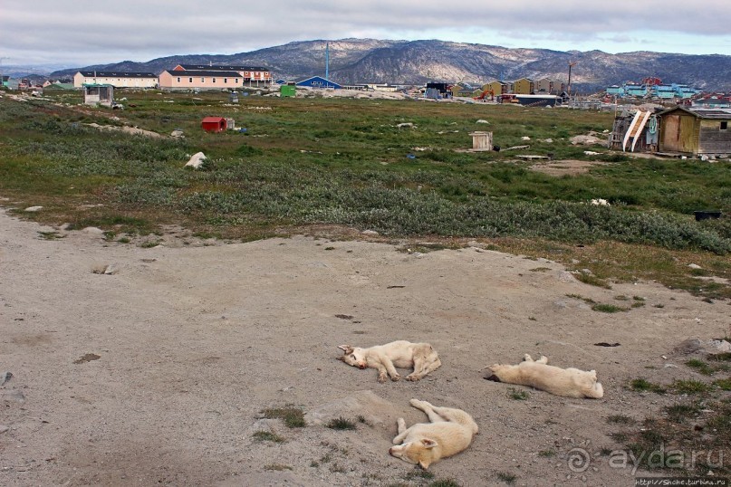 Летние лайки