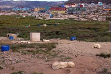 Летние лайки