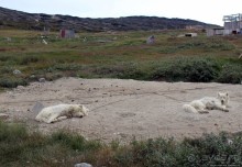 Летние лайки