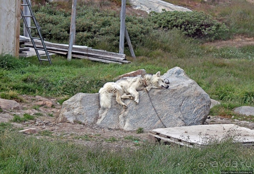 Летние лайки