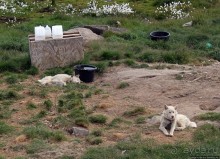 Летние лайки