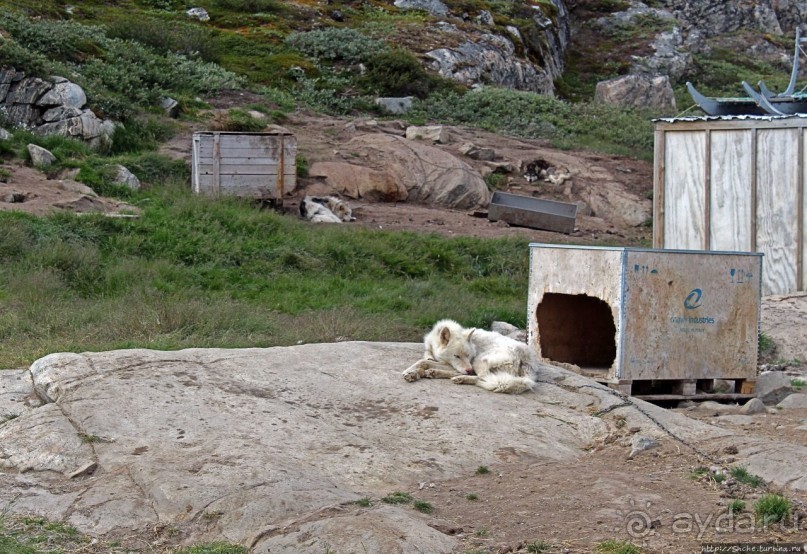 Летние лайки