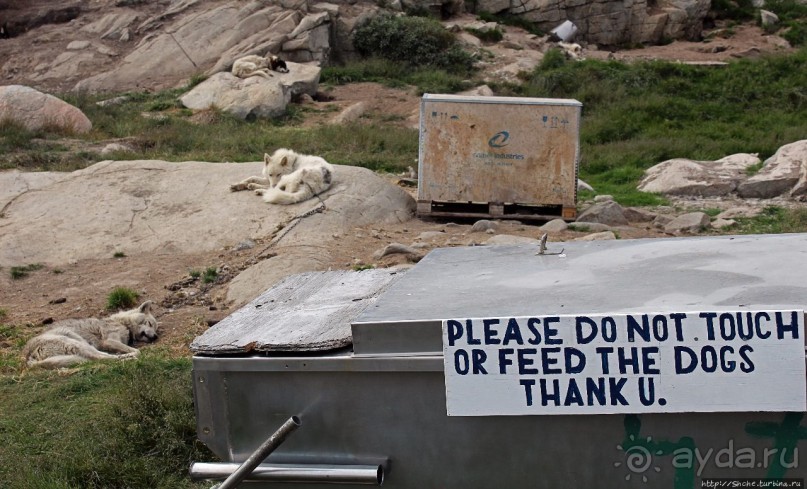 Летние лайки