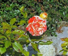 Ясный октябрьский день в Никитском ботаническом саду