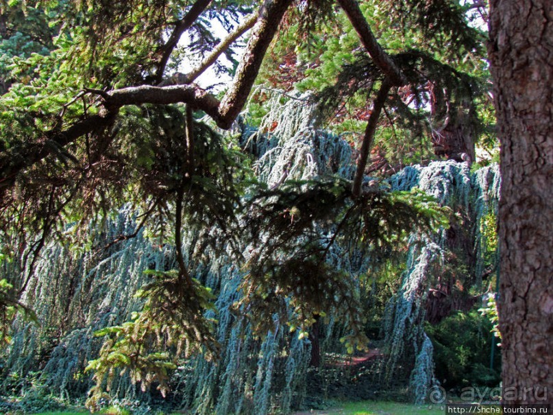 Ясный октябрьский день в Никитском ботаническом саду