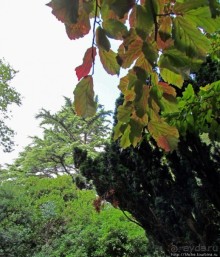 Ясный октябрьский день в Никитском ботаническом саду