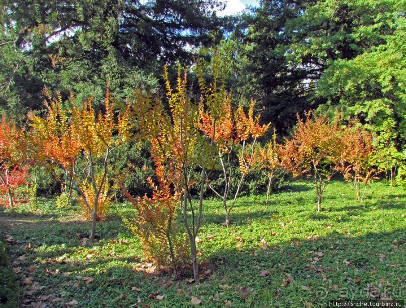 Ясный октябрьский день в Никитском ботаническом саду