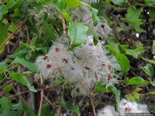 Ясный октябрьский день в Никитском ботаническом саду