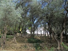 Ясный октябрьский день в Никитском ботаническом саду