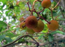 Ясный октябрьский день в Никитском ботаническом саду