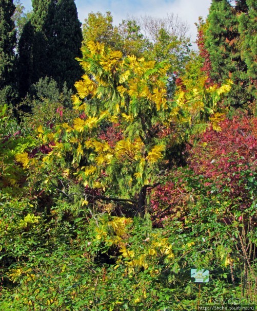 Ясный октябрьский день в Никитском ботаническом саду