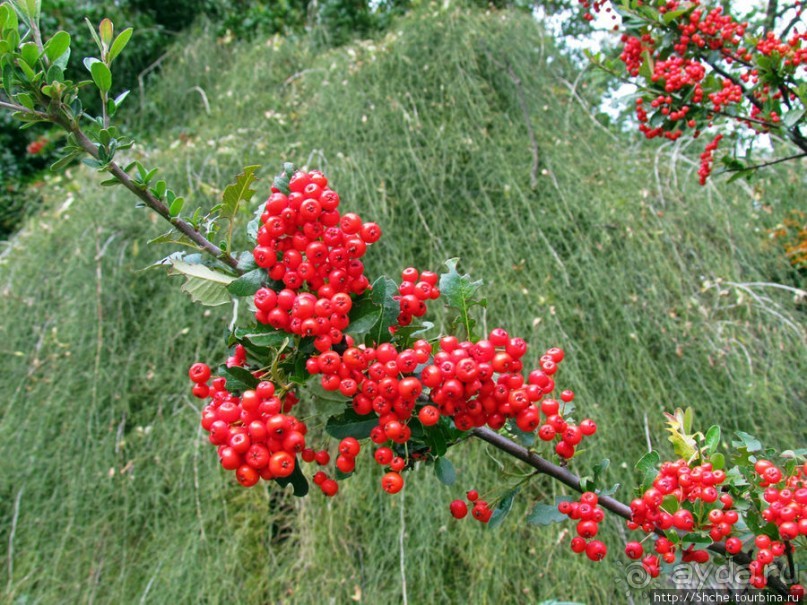 Ясный октябрьский день в Никитском ботаническом саду