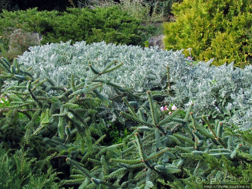 Ясный октябрьский день в Никитском ботаническом саду