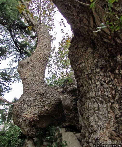 Ясный октябрьский день в Никитском ботаническом саду