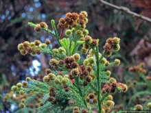 Ясный октябрьский день в Никитском ботаническом саду