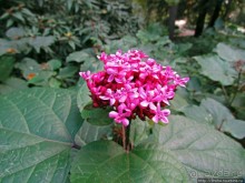 Ясный октябрьский день в Никитском ботаническом саду