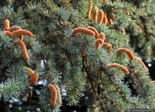 Ясный октябрьский день в Никитском ботаническом саду