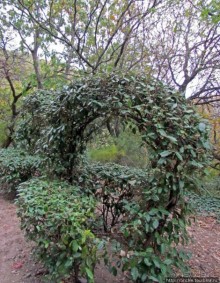 Ясный октябрьский день в Никитском ботаническом саду