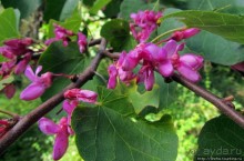 Ясный октябрьский день в Никитском ботаническом саду