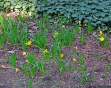 Ясный октябрьский день в Никитском ботаническом саду