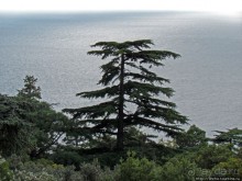 Ясный октябрьский день в Никитском ботаническом саду