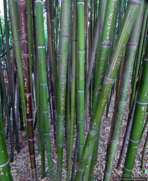 Ясный октябрьский день в Никитском ботаническом саду