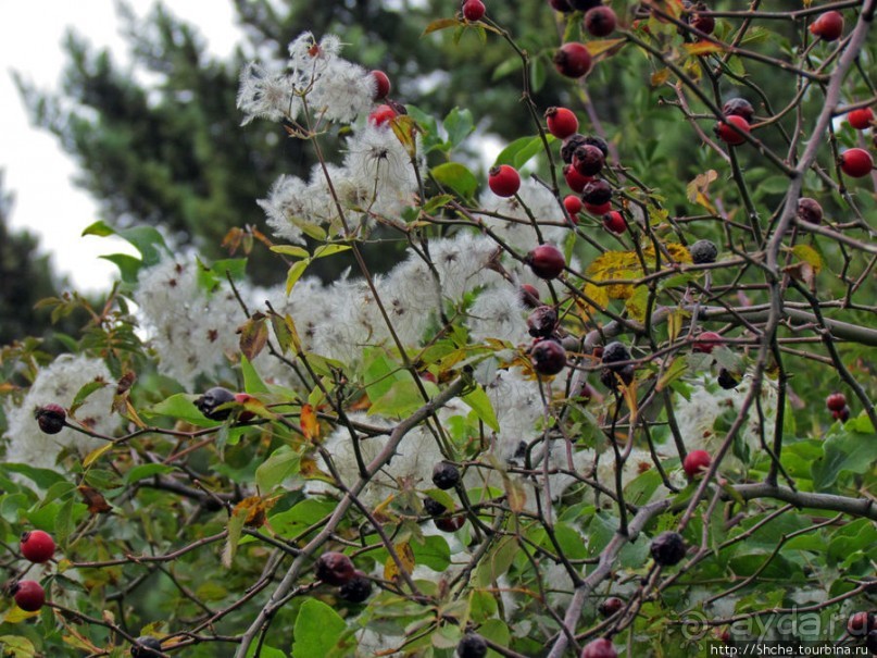 Ясный октябрьский день в Никитском ботаническом саду